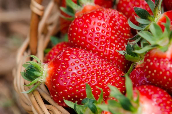 Strawberries in basket — Stock Photo, Image