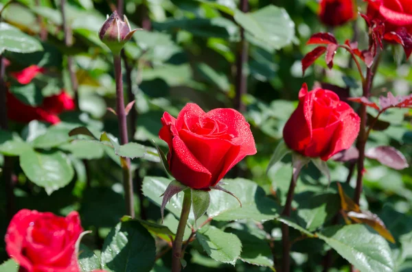 Roses on a bush — Stock Photo, Image