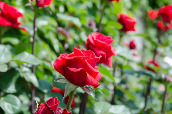 Roses on a bush — Stock Photo, Image