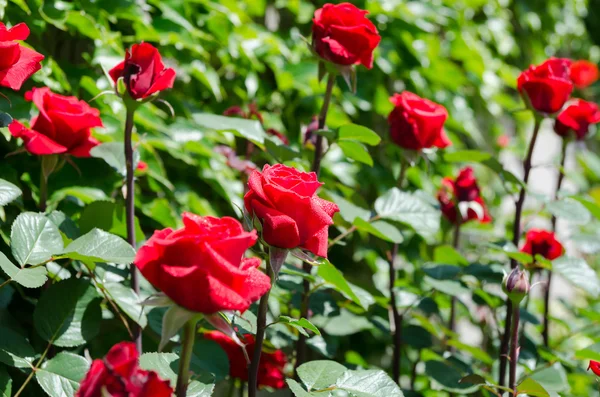 Roses on a bush — Stock Photo, Image