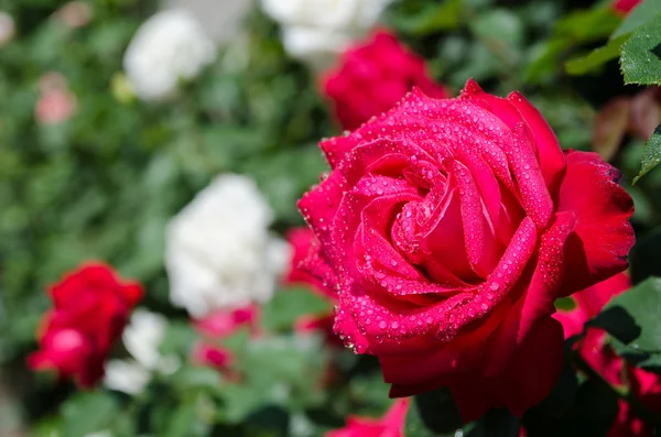 Roses on a bush — Stock Photo, Image