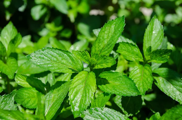 Hojas de menta en crecimiento — Foto de Stock