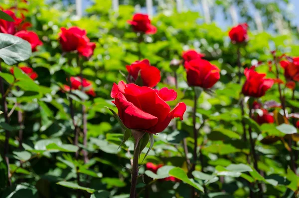 Roses on a bush — Stock Photo, Image