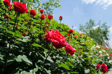 Çalılıklarda güller