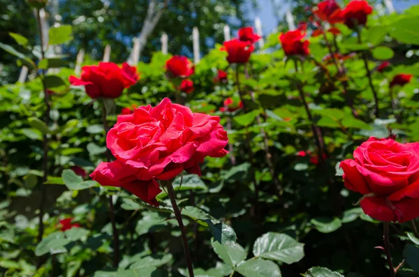 Roses on a bush — Stock Photo, Image