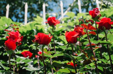 Çalılıklarda güller