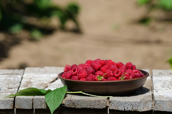 Frische reife Himbeeren in Tonteller — Stockfoto