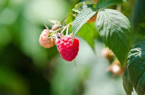 Maliny. Pěstování organických bobulí Closeup. Zralé maliny dovnitř — Stock fotografie