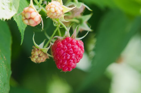 Nahaufnahme der reifen Himbeere — Stockfoto