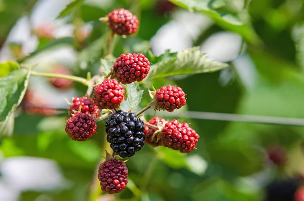 Blackberry завод с ягодами — стоковое фото