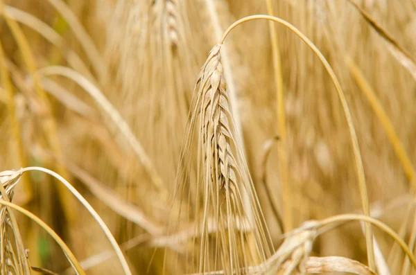 Trigo y espiga de trigo — Foto de Stock