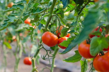 Seradaki kırmızı domatesler