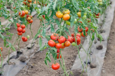 Seradaki kırmızı domatesler