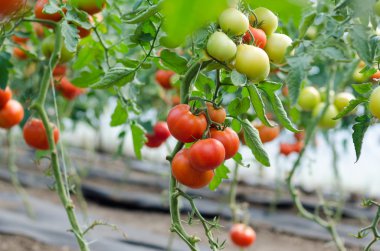 Seradaki kırmızı domatesler