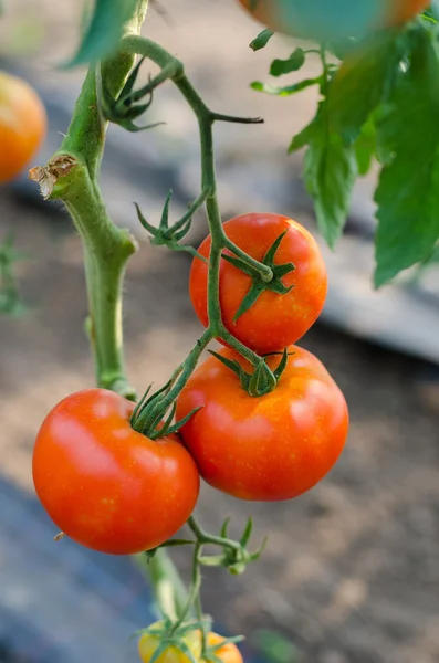 Tomates rojos en un invernadero — Foto de Stock