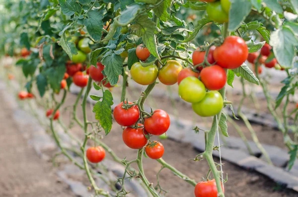 Tomates vermelhos em uma estufa — Fotografia de Stock