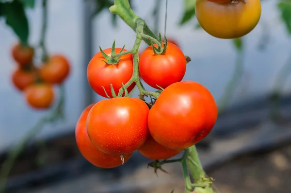 Tomates vermelhos em uma estufa — Fotografia de Stock