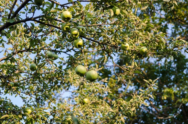 Appels in Tree — стоковое фото