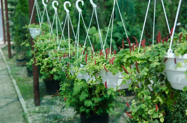 吊り鉢植え植物 — ストック写真