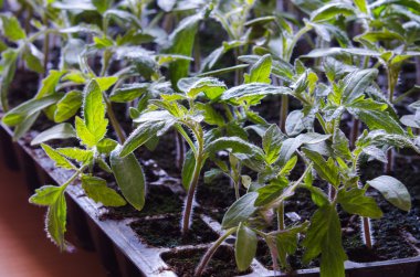 sera domates fide tencereye