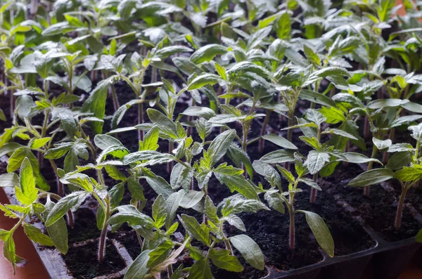 Tomato seedling  pot in greenhouse — Stock Photo, Image