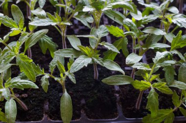 sera domates fide tencereye