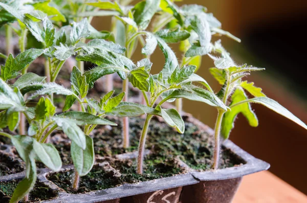 Tomato seedling  pot in greenhouse — Stock Photo, Image
