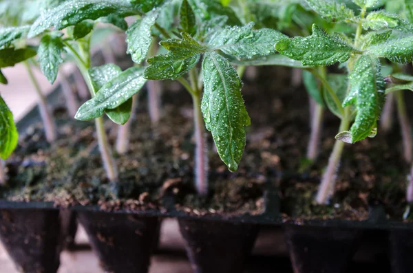 Domates fide içinde plastik tepsi — Stok fotoğraf