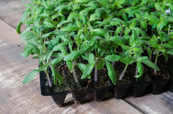 Tomato seedling in plastic tray — Stock Photo, Image