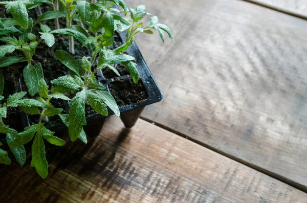 Tomato seedling in plastic tray — Stock Photo, Image