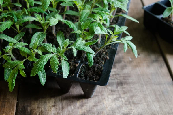 Tomato seedling in plastic tray — Stock Photo, Image