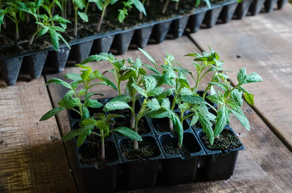 Tomato seedling in plastic tray — Stock Photo, Image