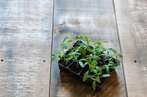 Tomato seedling in plastic tray — Stock Photo, Image