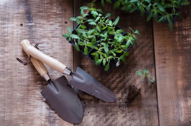 Domates fide içinde plastik tepsi