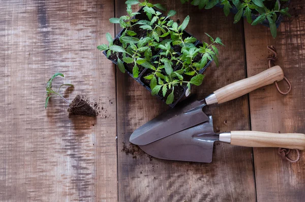 Tomato seedling in plastic tray — Stock Photo, Image