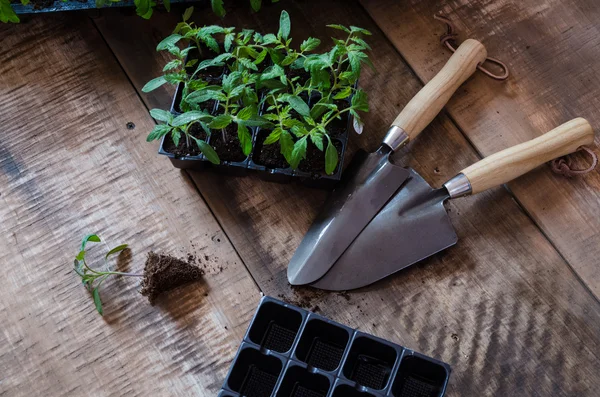 Tomato seedling in plastic tray — Stock Photo, Image