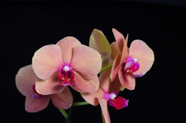 siyah arka plan üzerine şeftali renkli phalaenopsis orkide çiçek