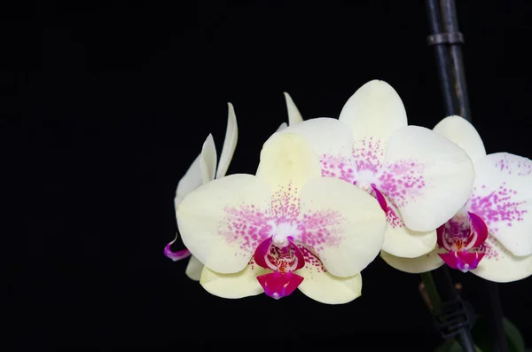 Fekete háttér fehér phelanopsis orgchid — Stock Fotó
