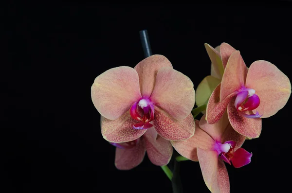 Barack színű phalaenopsis orchidea virág, fekete háttér — Stock Fotó