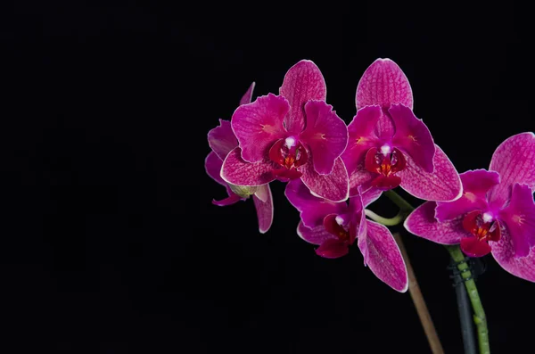 Elszigetelt orchidea virág, fekete háttér — Stock Fotó