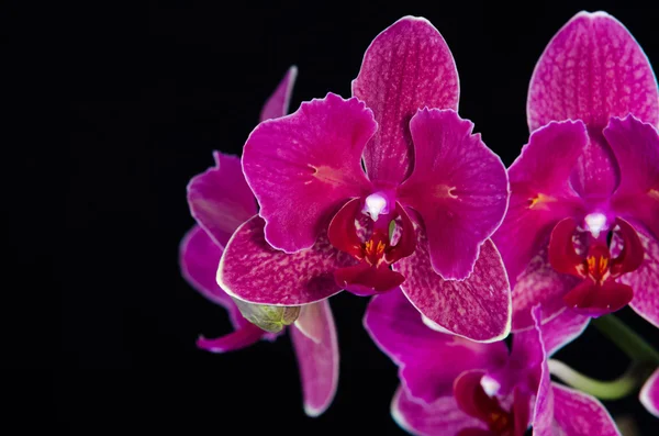 Flor aislada de orquídea sobre fondo negro — Foto de Stock