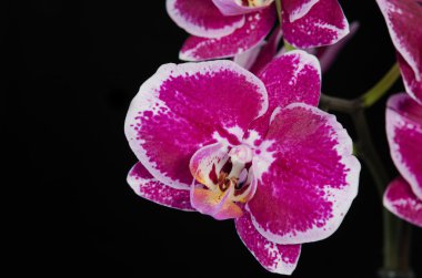 Siyah arkaplanda orkide çiçeği