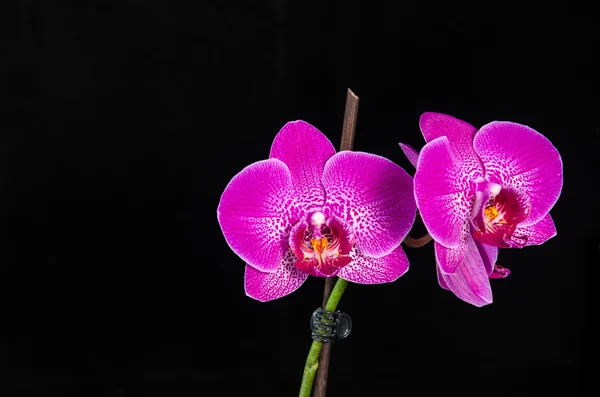 Flor de orquídea no fundo preto — Fotografia de Stock