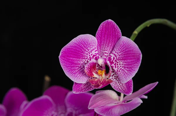 Flor de orquídea sobre fondo negro — Foto de Stock
