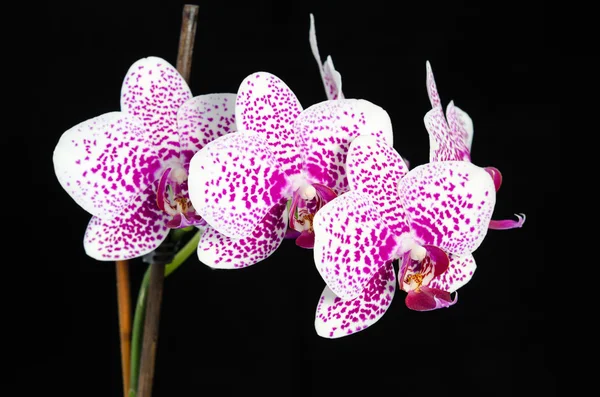 Orchidea virág fekete háttér — Stock Fotó