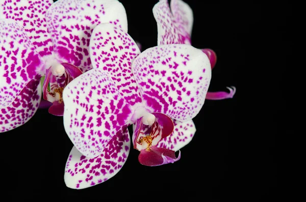 Flor de orquídea no fundo preto — Fotografia de Stock