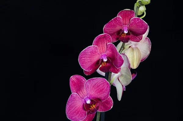 Flor de orquídea no fundo preto — Fotografia de Stock