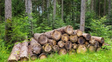 Yeşil ormanda kış mevsimine hazır bir sürü ağaç var.