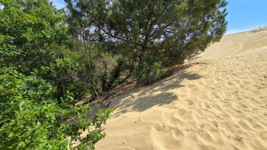 Avrupa 'nın en uzun kum tepesi Pilat Kumulu ve kumların altındaki yeşil ağaçlar. Kum tepeciği yavaş yavaş kuzeydoğuya hareket ederek ormanı kaplıyor. Güneybatı Fransa 'nın ana ilgi odağı..