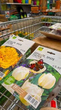 Meersburg, Almanya. 9 Eylül 2025. Ambalajında kelebek olan beyaz ve sarı lale soğanları